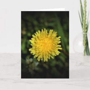 Dandelion, card