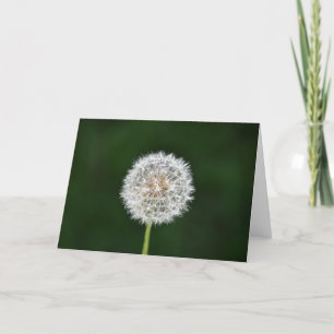 Dandelion, card