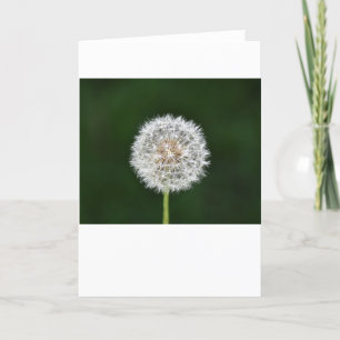 Dandelion, card