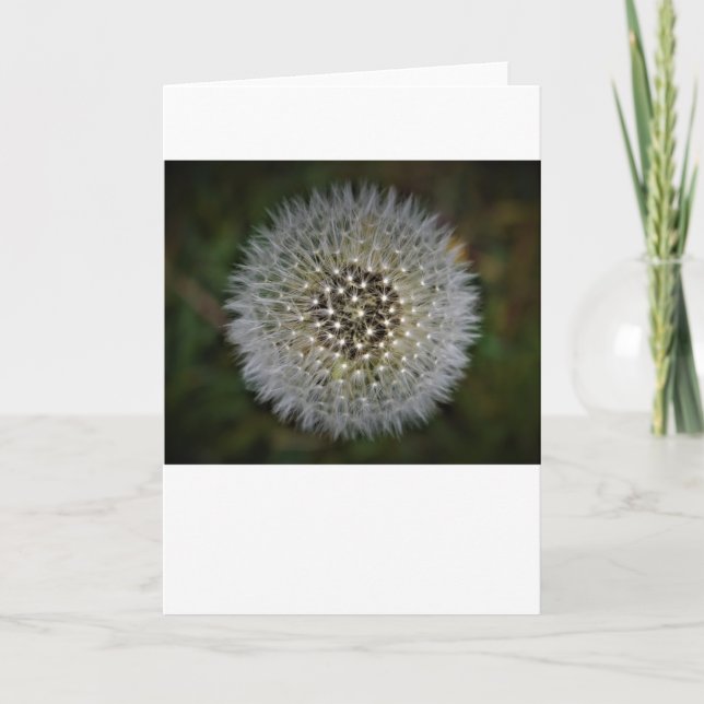 Dandelion, card (Front)