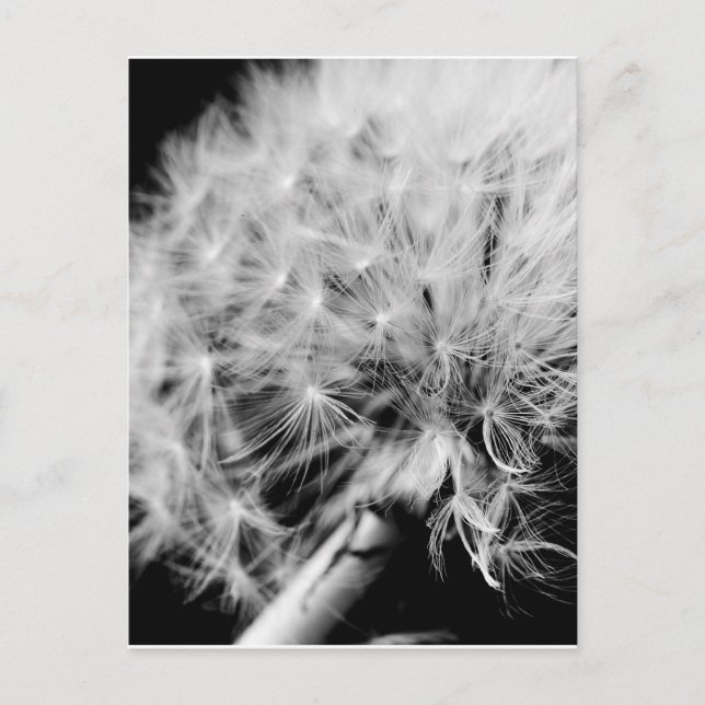 Dandelion Clock Postcard (Front)
