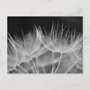 Dandelion Closeup in Black White Postcard