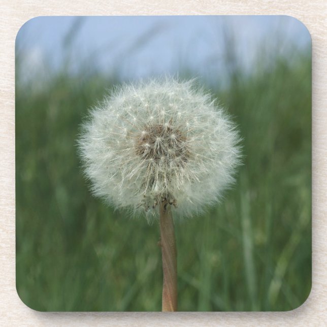 Dandelion Coasters (Front)