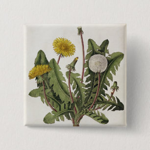Dandelion (colour engraving) 15 cm square badge