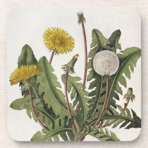 Dandelion (colour engraving) coaster