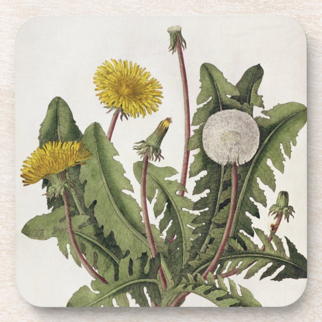 Dandelion (colour engraving) coaster (Front)