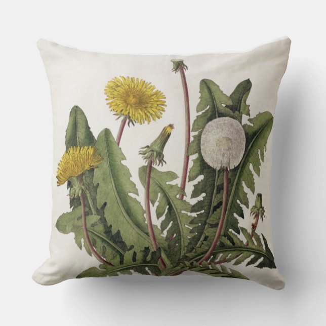 Dandelion (colour engraving) cushion (Front)