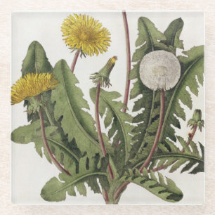 Dandelion (colour engraving) glass coaster