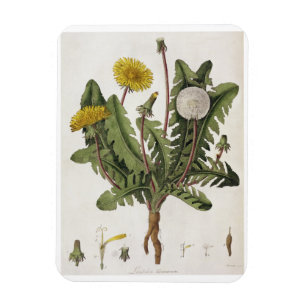 Dandelion (colour engraving) magnet