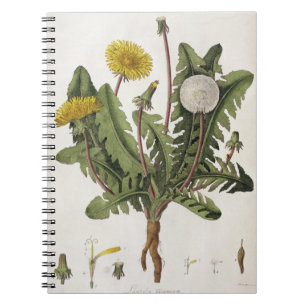 Dandelion (colour engraving) spiral notebook