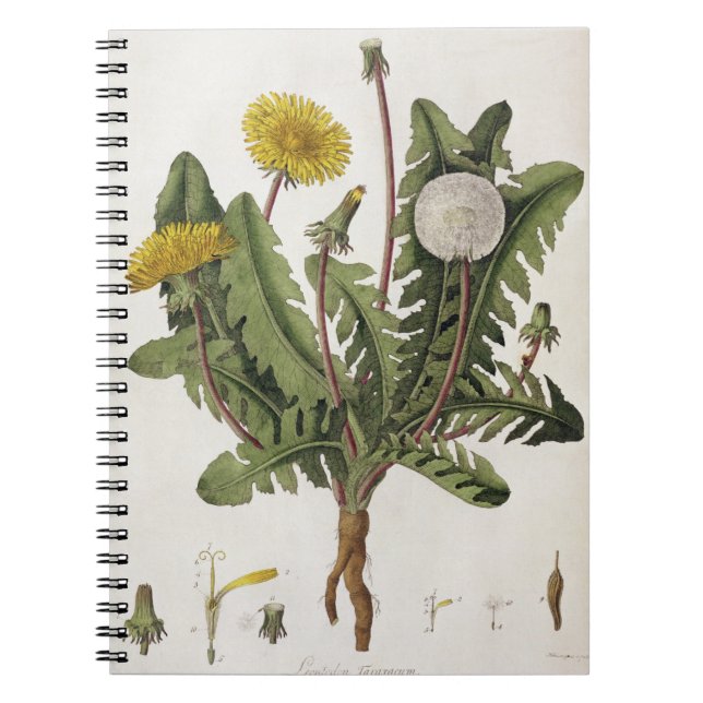 Dandelion (colour engraving) spiral notebook (Front)