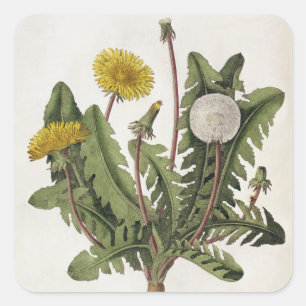 Dandelion (colour engraving) square sticker