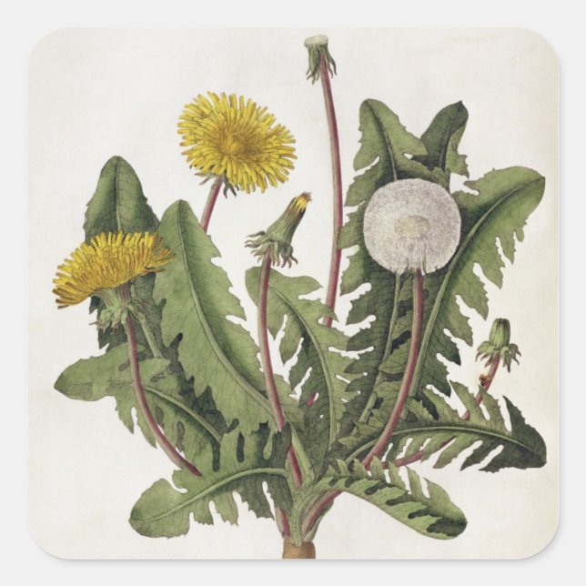 Dandelion (colour engraving) square sticker (Front)