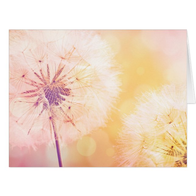 Dandelion Dreams (Front Horizontal)