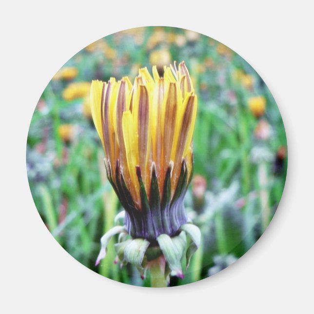 Dandelion Flower Almost In Bloom Magnet (Front)