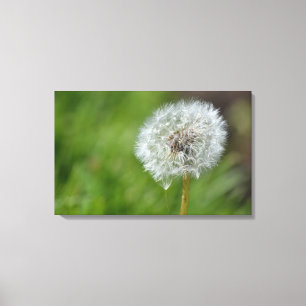 Dandelion Flower Canvas Print