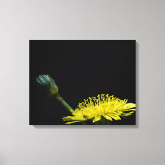 Dandelion flower canvas print