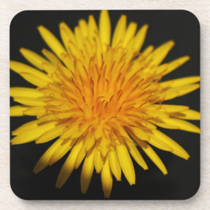 Dandelion Flower coastercnm Coaster