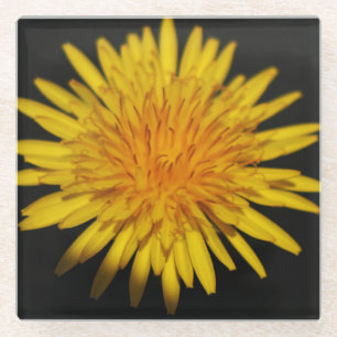 Dandelion Flower coastercnm Glass Coaster