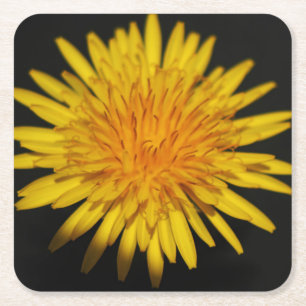 Dandelion Flower coastercnm Square Paper Coaster