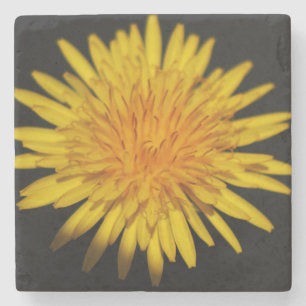 Dandelion Flower coastercnm Stone Coaster