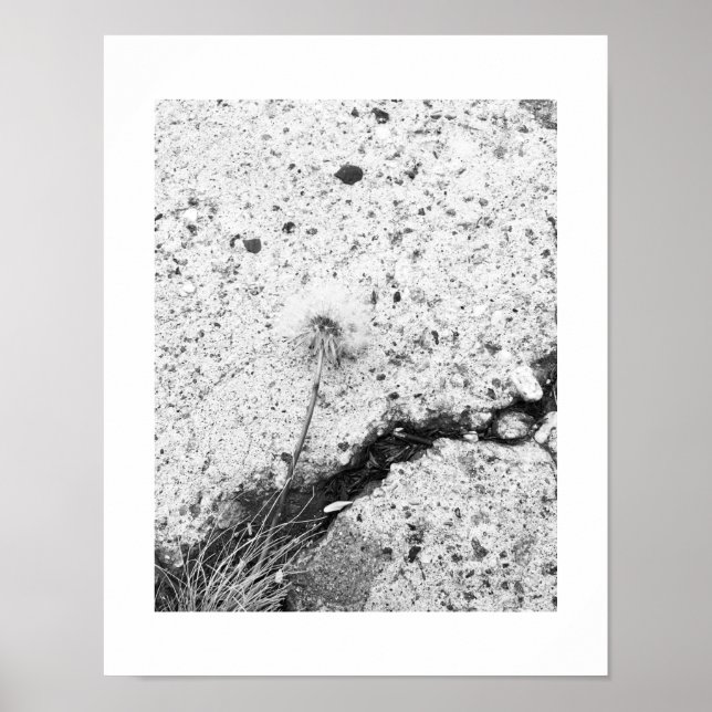 Dandelion Flower Crushed Black and White Poster (Front)