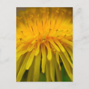 Dandelion Flower   Floral and  Macro Photography Postcard