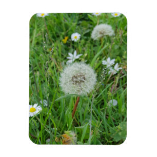 Dandelion flower is waiting for the wind magnet