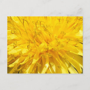 Dandelion Flower Postcard