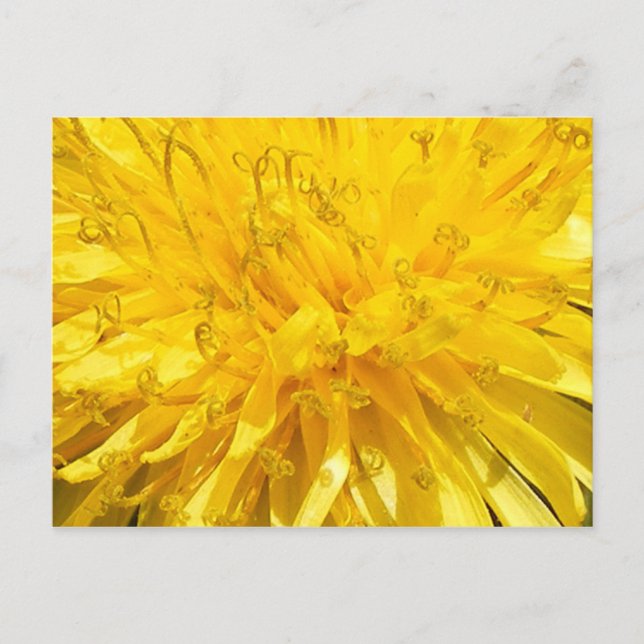 Dandelion Flower Postcard (Front)