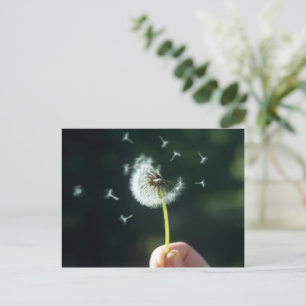 Dandelion flower postcard
