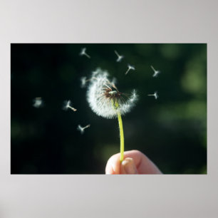 Dandelion flower poster