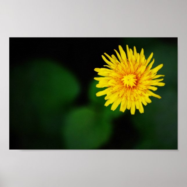 Dandelion Flower Poster (Front)