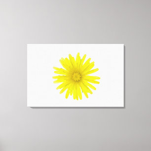Dandelion flower (Taraxacum officinale), a composi Canvas Print