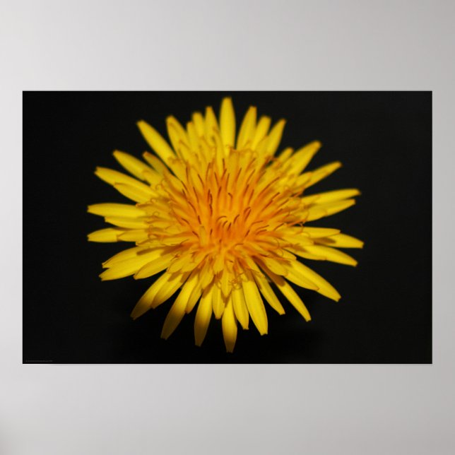 Dandelion Flower wapcna Poster (Front)