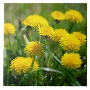 Dandelion Flowers Dandelions Yellow Green Tile