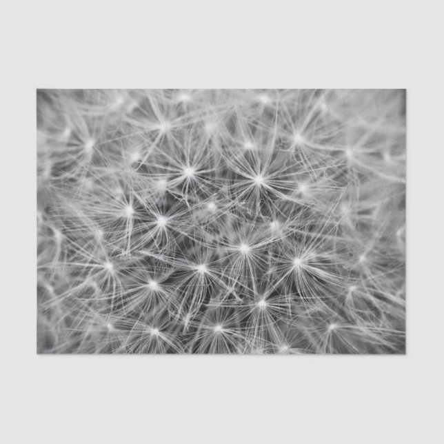 Dandelion Fluff Macro Tissue Paper (Front)