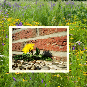 Dandelion Growing through Landscaping Rock Postcard