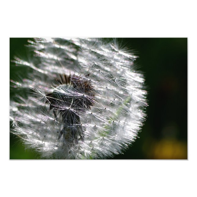 Dandelion Head Seed - Photo Print (Front)