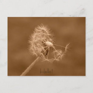Dandelion Hello Postcard