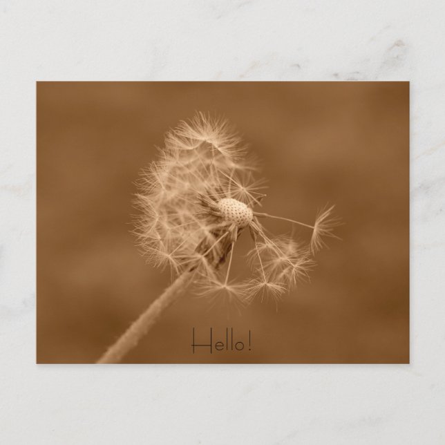Dandelion Hello Postcard (Front)