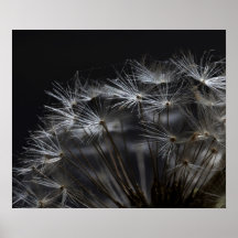 Dandelion in black