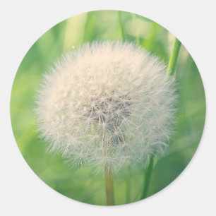 Dandelion in greenery with soft summer light classic round sticker