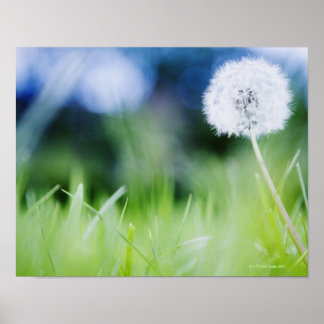 Dandelion in meadow poster