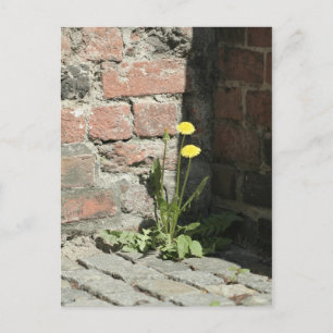 Dandelion in sun. postcard