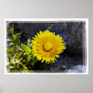 Dandelion in sunlight poster