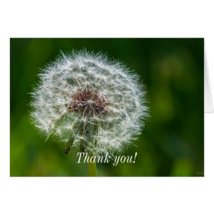 Dandelion In The Light Thank You Card