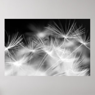 Dandelion macro beauty poster