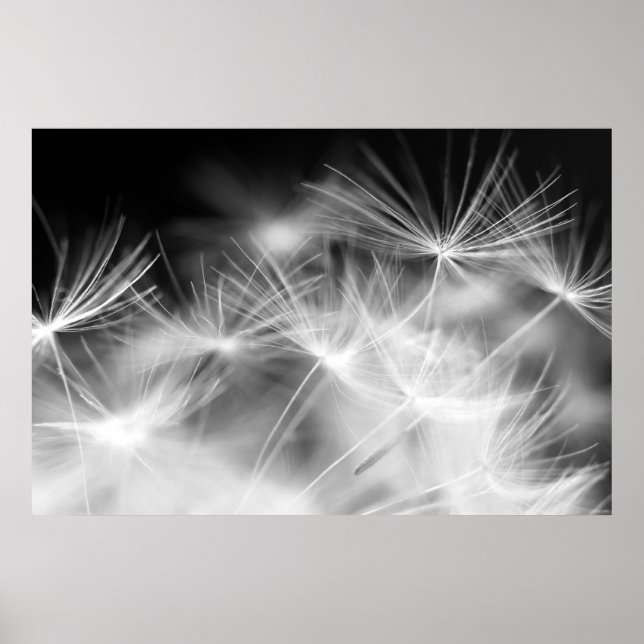 Dandelion macro beauty poster (Front)