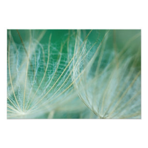Dandelion macro photo print